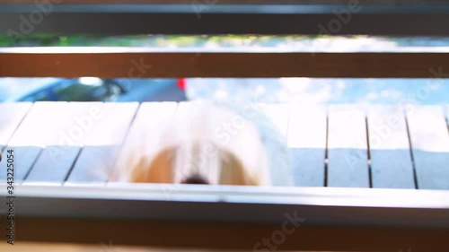 Closeup of one white great pyrenees dog looking through open window brown eyes begging for food funny humor with paws up on windowsill frame eating treats wagging tail