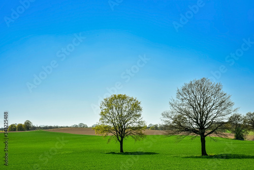 Acker im Frühjahr, Wiese, 2 Bäume auf einer Wiese, blauer Himmel, hügerl, hügelig