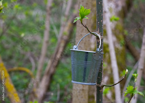 a bucket of water is on a tree on which leaves sprout. Forest growth after a fire.
