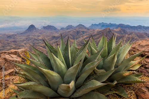 Agave Cactus On The South Rim And The Chisos Mountains Across The Chihuahuan Desert, Big Bend National Park, Texas, USA photo