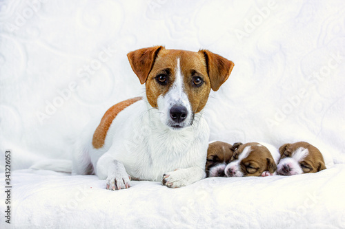female jack russell terrier with three puppies on a white blanket, horizontal. Mom's Day, Maternity