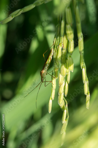 rice pests