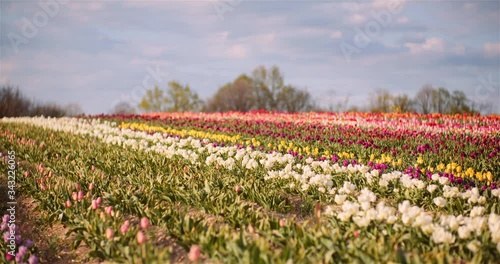 Wallpaper Mural Blooming Tulips on Agriculture Field Torontodigital.ca