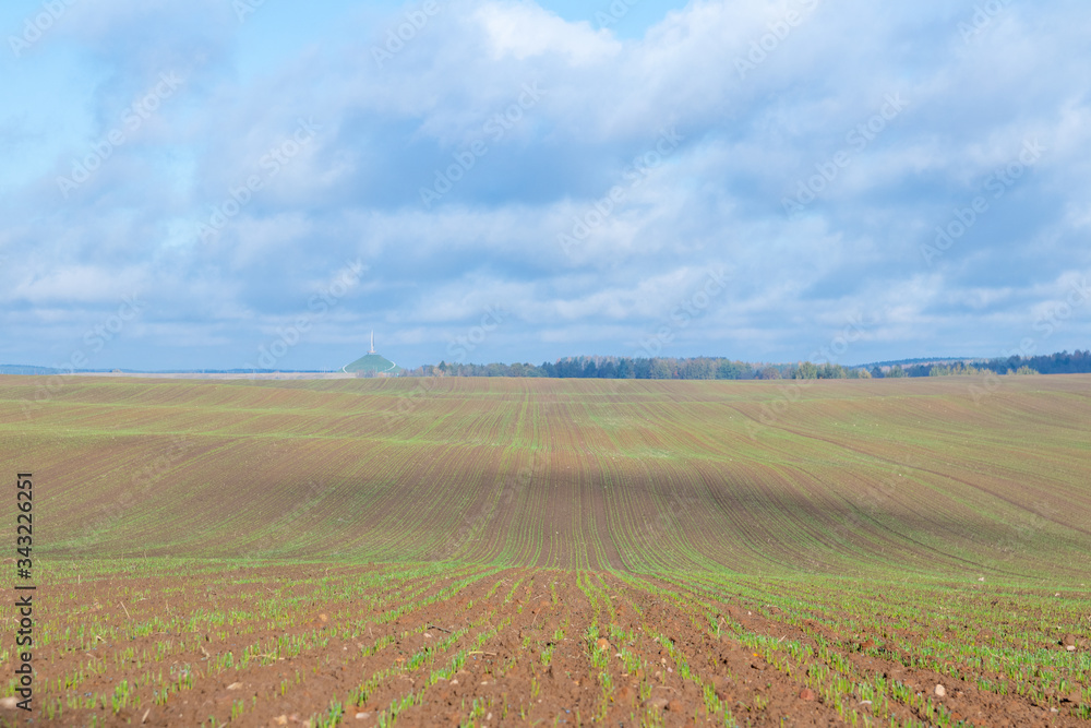 Plowed field with green sprouts on a background of blue sky