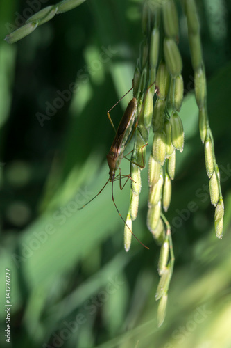 rice pests