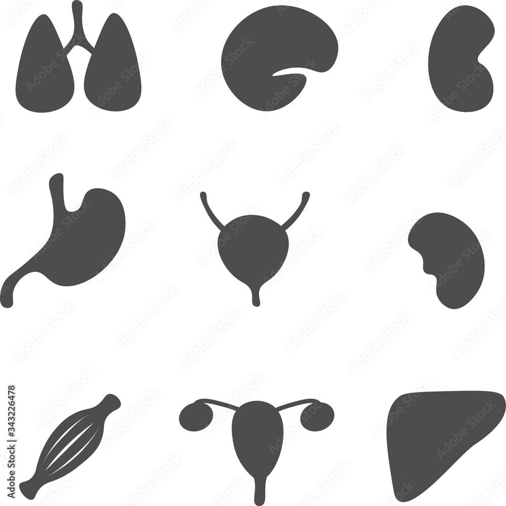 human organs vectors human organs vectors