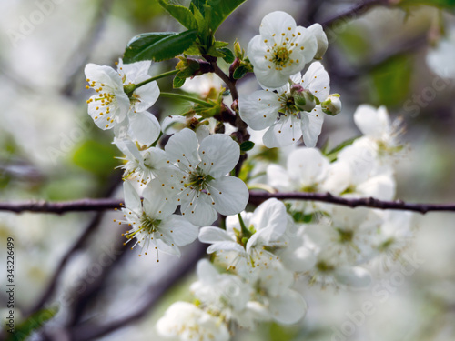 blossoming apple tree in spring