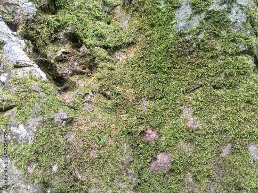 Green moss on the rock. stone overgrown with a bhomme Green moss on the rock. stone overgrown with a bhomme