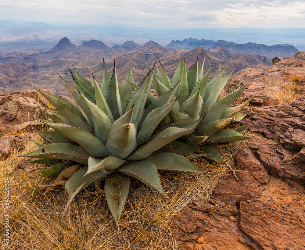 Agave Cactus On The South Rim And The Chisos Mountains Across The Chihuahuan Desert, Big Bend National Park, Texas, USA Agave Cactus On The South Rim And The Chisos Mountains Across The Chihuahuan Desert, Big Bend National Park, Texas, USA