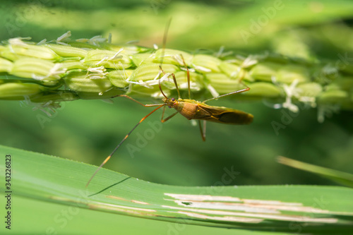 rice pest