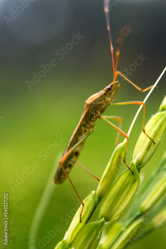 rice pest on a rice paddy