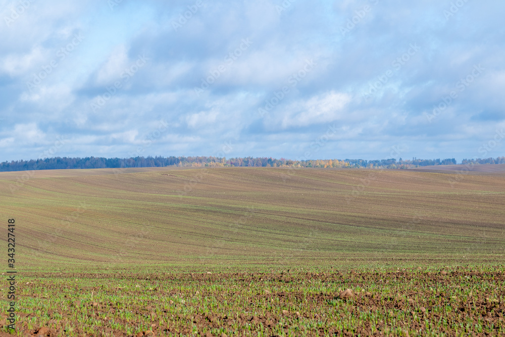 Plowed field with green sprouts on a background of blue sky