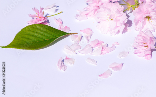 Wallpaper Mural Pink cherry blossom flowers and petals on white background, perfect background with plenty of copy space, text space on, contrast picture, green leaf and fallen petals Torontodigital.ca