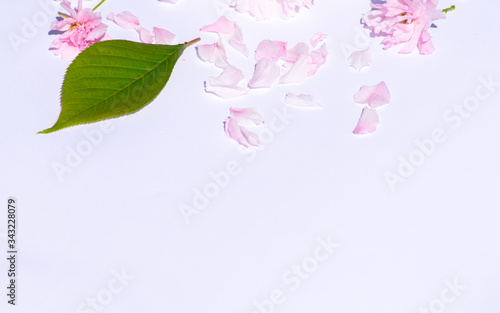 Pink cherry blossom flowers and petals on white background, perfect background with plenty of copy space, text space on, contrast picture, green leaf and fallen petals