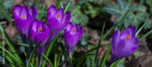 Blooming purple crocus flowers, first spring flowers in the forest