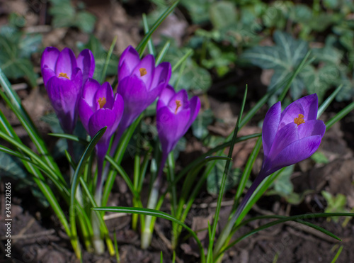 Blooming purple crocus flowers, first spring flowers in the forest