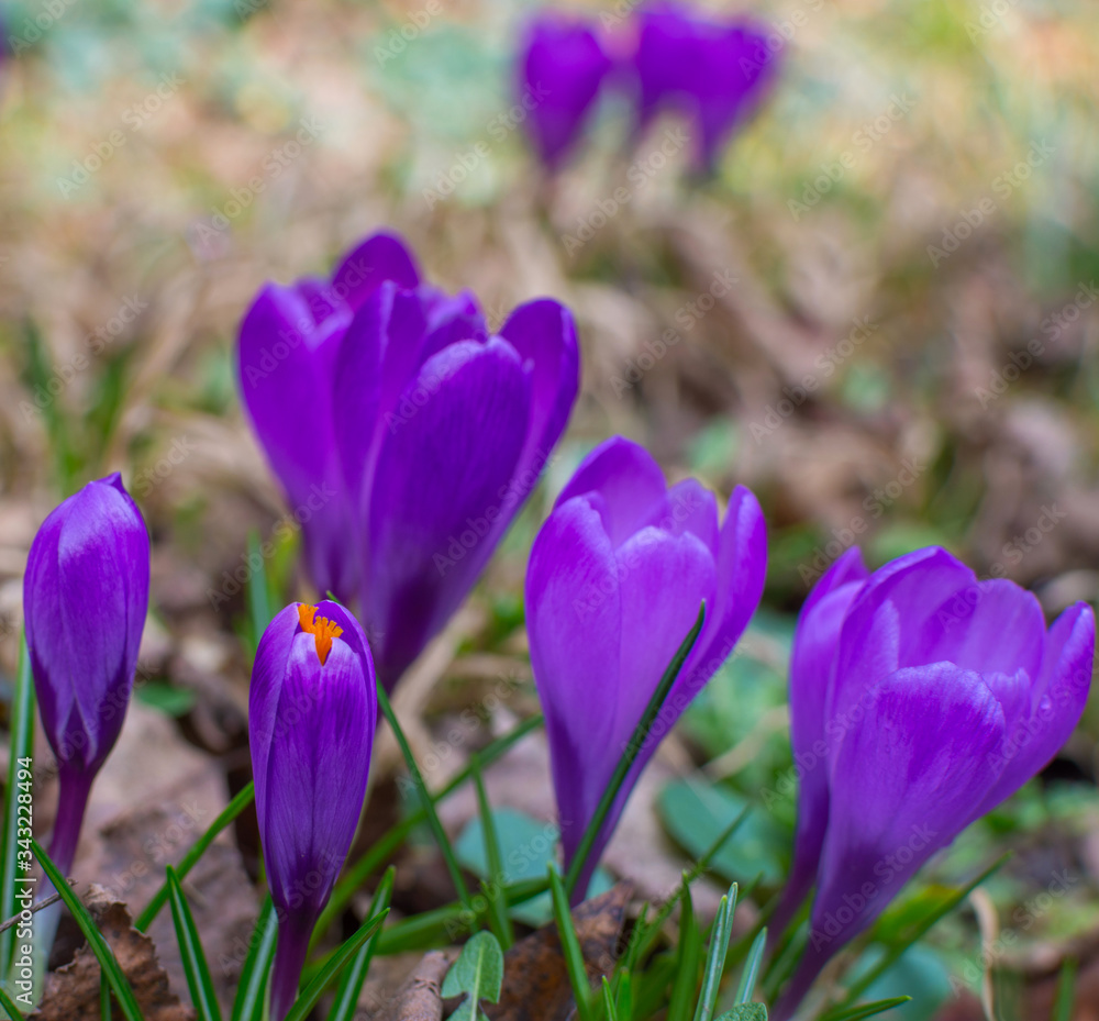 Blooming purple crocus flowers, first spring flowers in the forest Blooming purple crocus flowers, first spring flowers in the forest