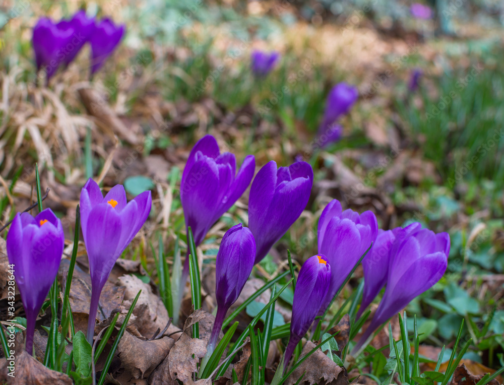 Blooming purple crocus flowers, first spring flowers in the forest