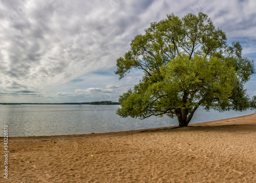 A sprawling willow tree on the shore of the Minsk Sea. photo