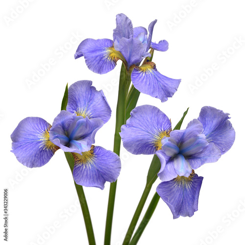 Iris flowers bouquet blue isolated on white background. Summer. Spring. Flat lay, top view. Floral pattern. Love. Valentine's Day