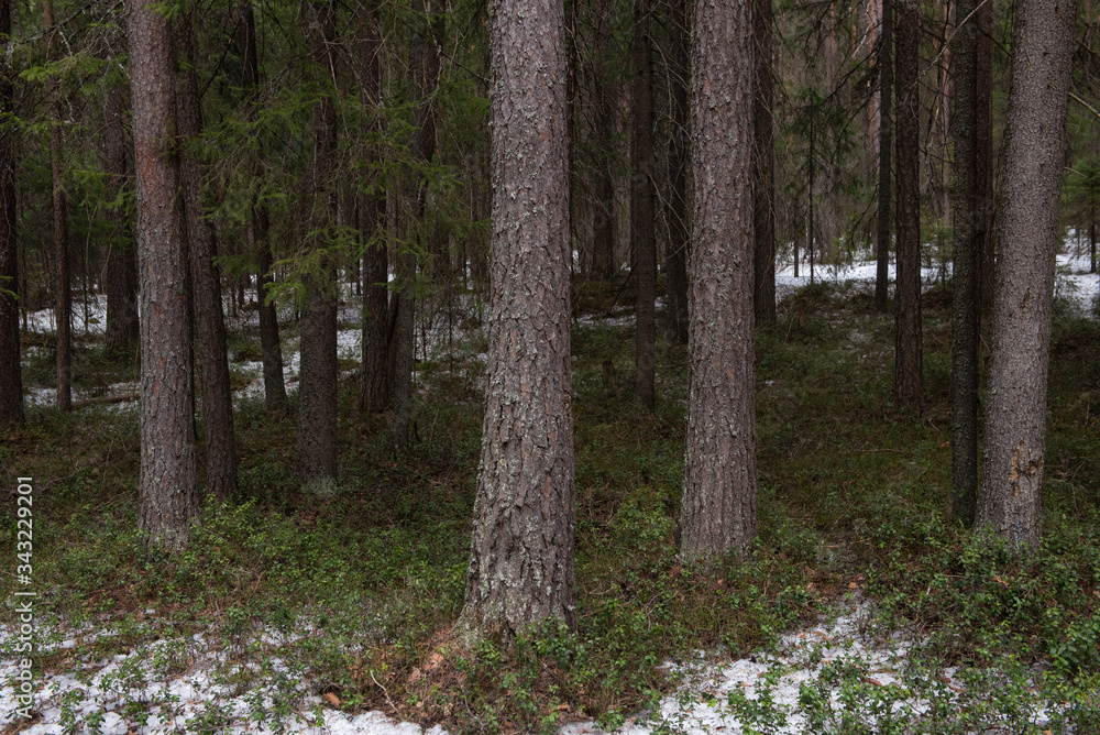 Taiga forest on a sunny spring day. Taiga forest on a sunny spring day.