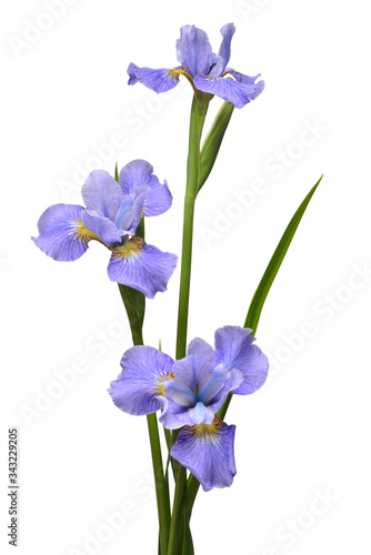 Fototapeta Naklejka Na Ścianę i Meble -  Iris flowers bouquet blue isolated on white background. Summer. Spring. Flat lay, top view. Floral pattern. Love. Valentine's Day