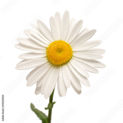 One white daisy flower isolated on white background. Flat lay  top view. Floral pattern  object