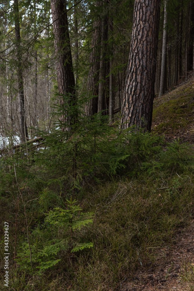 Taiga forest on a sunny spring day.