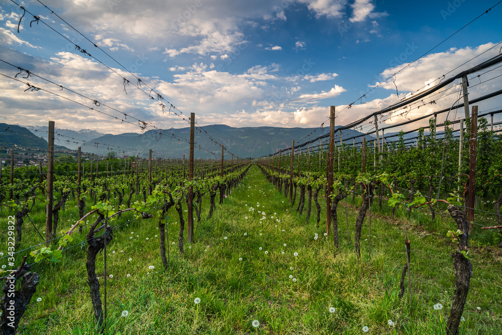 Vineyards at Eppan in South Tyrol in northern Italy. Growing grapes and apples is the main branch of the economy in this region.