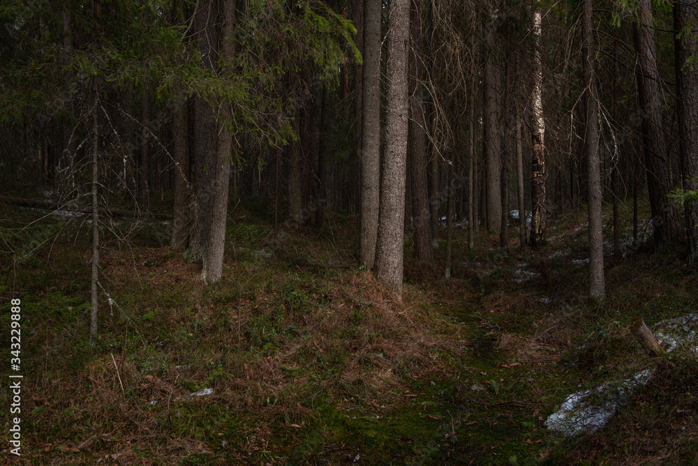 Mysterious dense forest