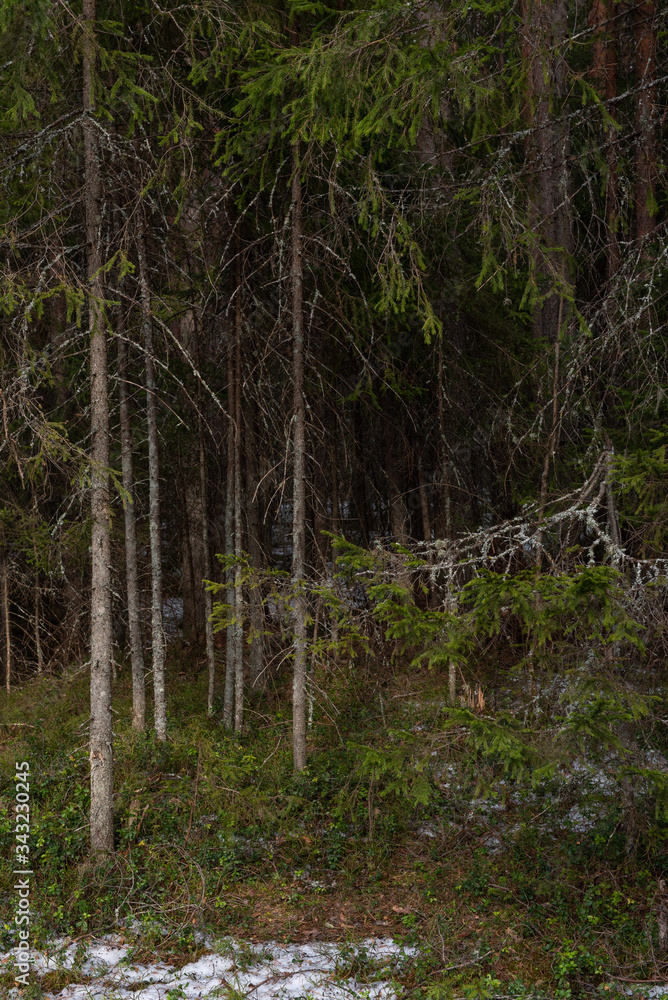 Obraz premium Mysterious dense forest