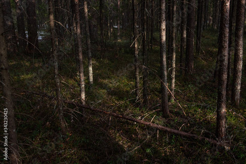 Mysterious dense forest © Grigoriy