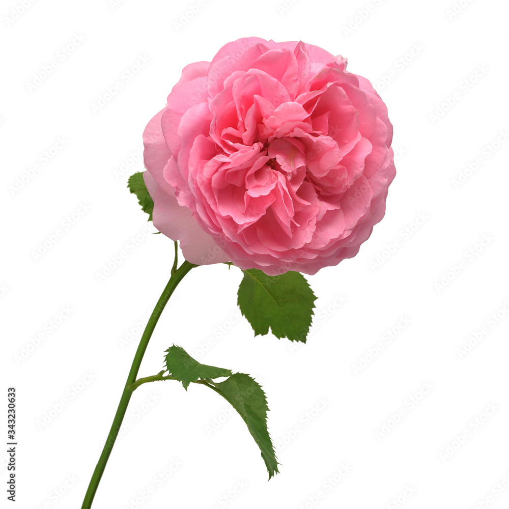Pink English rose of David Austin isolated on white background. Macro flower. Wedding card, bride. Greeting. Summer. Spring. Flat lay, top view. Love. Valentine's Day