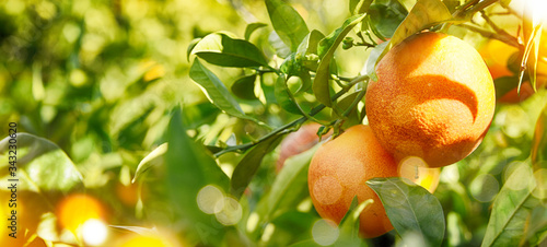Orange garden, summer background