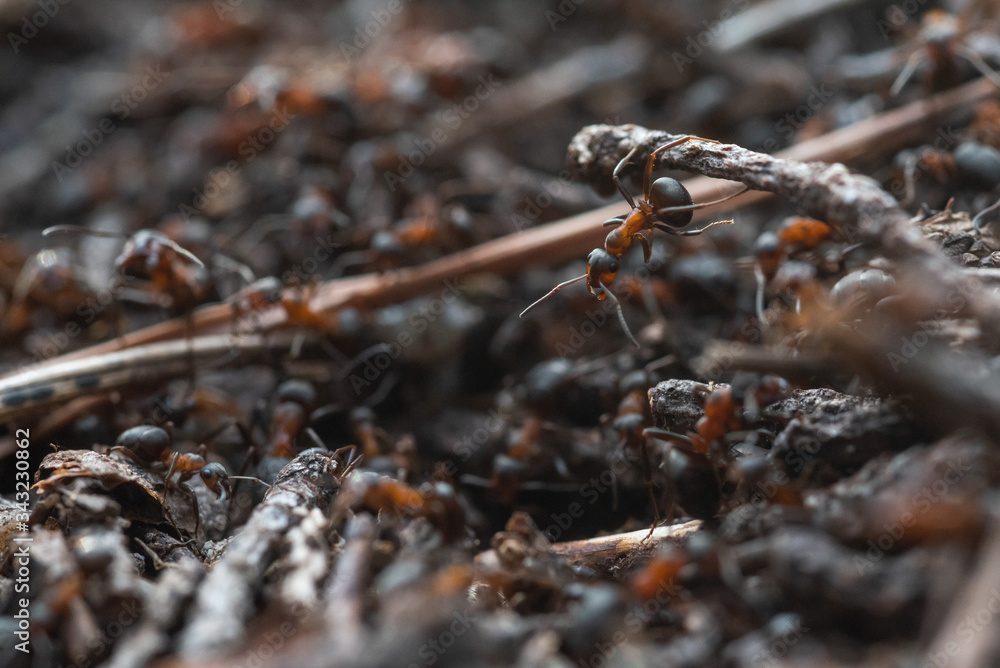 Forest workers ants in the daily bustle of everyday life.
