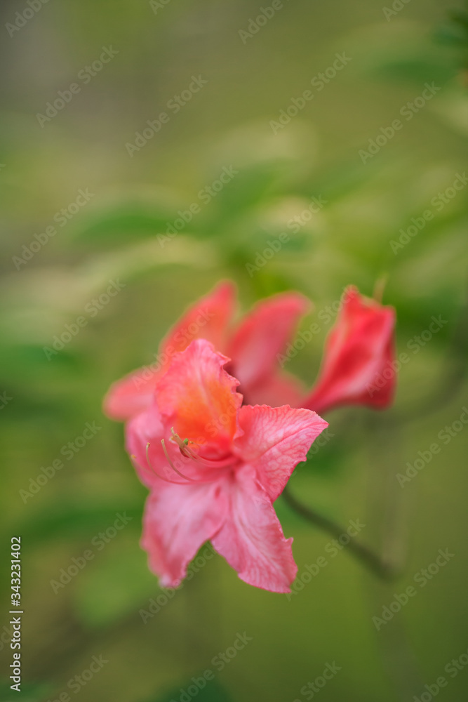 Azaleen Blüten in Closeup