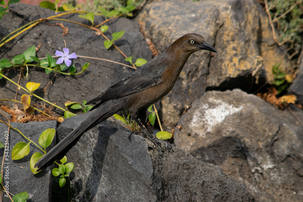 Obraz premium Blackbird