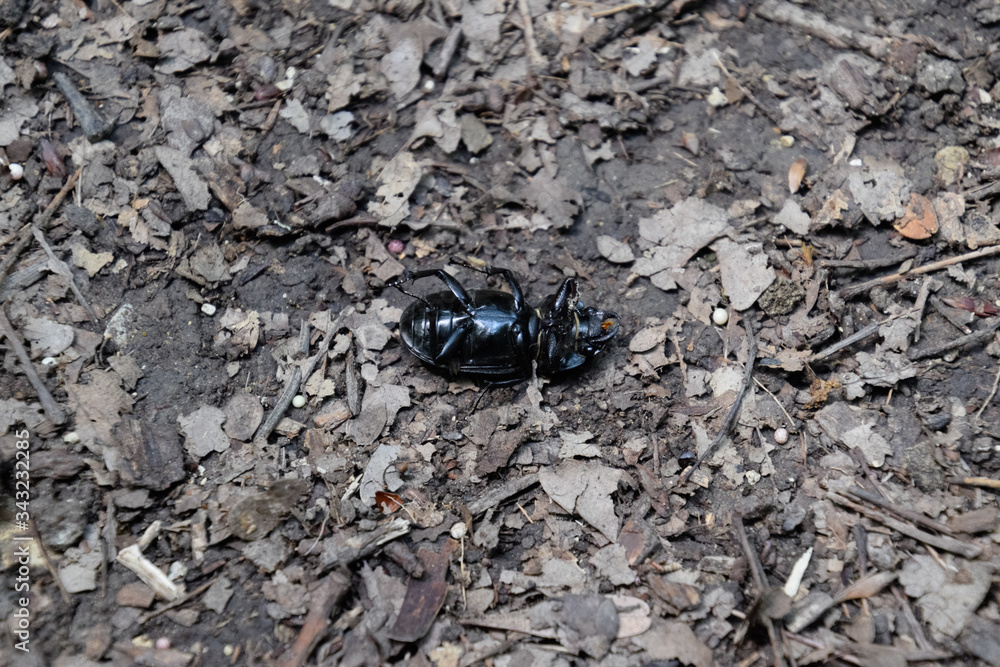 beetle lies on its back and cannot roll over. beetle lies on its back and cannot roll over.