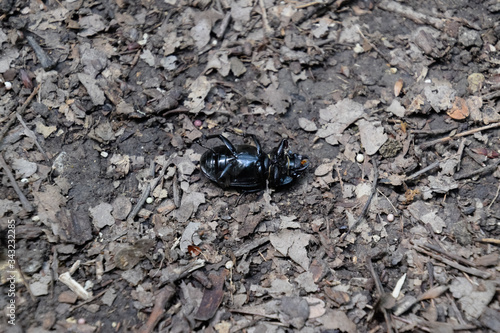 beetle lies on its back and cannot roll over.