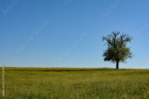 A single tree on the right in a meadow with a blue sky