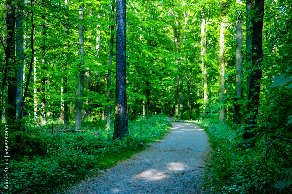 Obraz premium waldweg