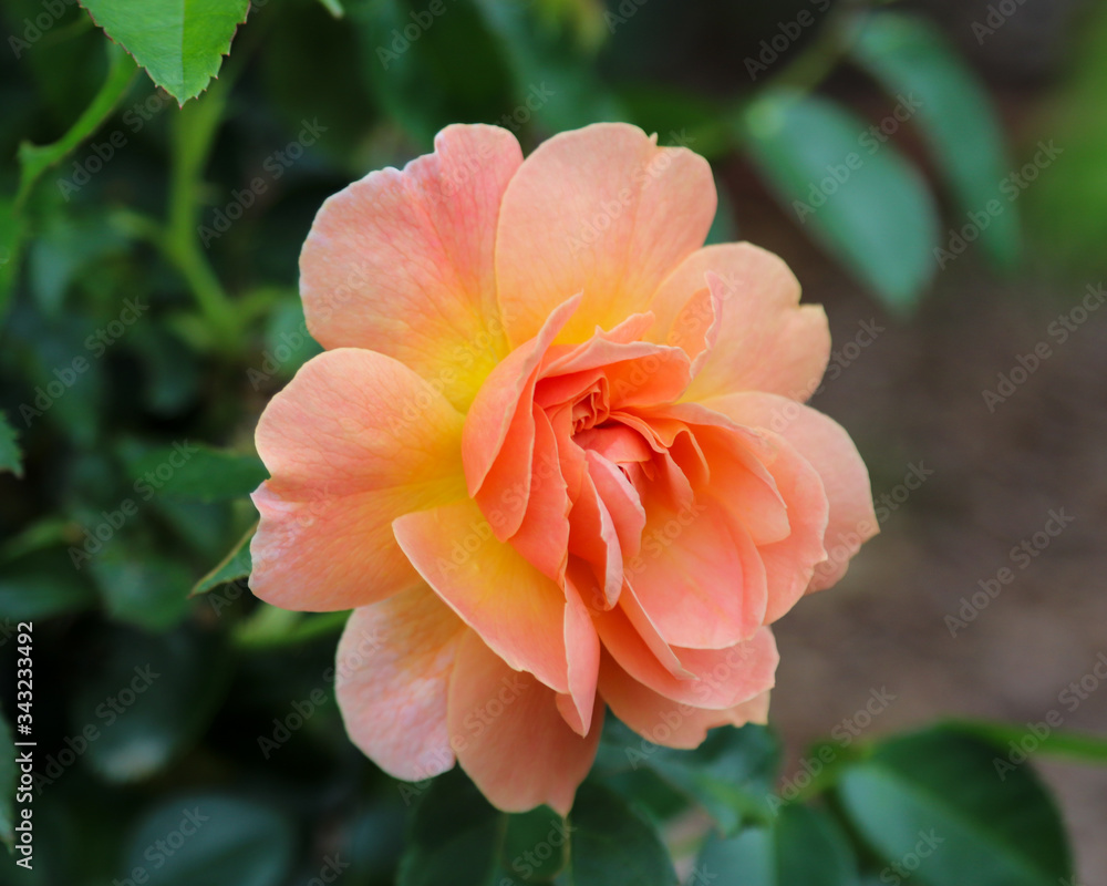 Fototapeta premium orange flower in garden