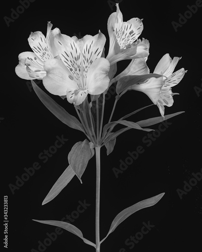 Pink Alstroemeria in Black and White photo