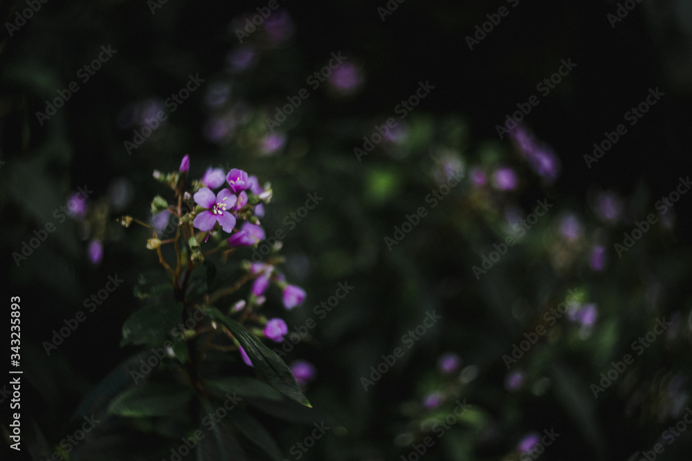 Obraz premium Small purple flowers and greenery