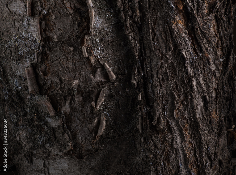 Texture of cherry and apricot tree bark, pattern of tree bark on the inside and outside Texture of cherry and apricot tree bark, pattern of tree bark on the inside and outside
