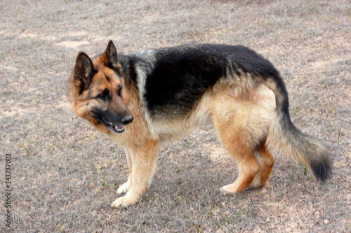 german shepherd dog