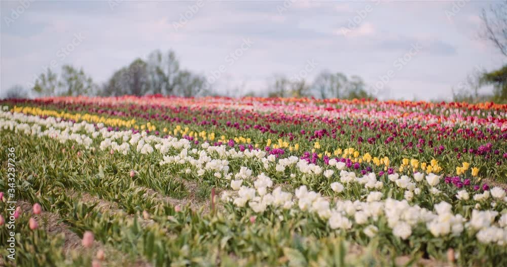 Blooming Tulips on Agriculture Field Blooming Tulips on Agriculture Field
