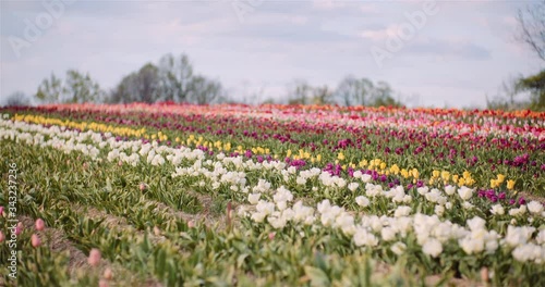 Wallpaper Mural Blooming Tulips on Agriculture Field Torontodigital.ca