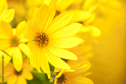  Yellow Arnica flowers postcard. Blurred background in yellow flowers. Wallpaper. Festive. Monotonous yellow.