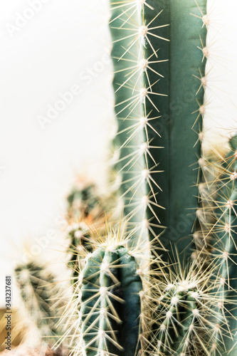 Cactus succulent modern white high key